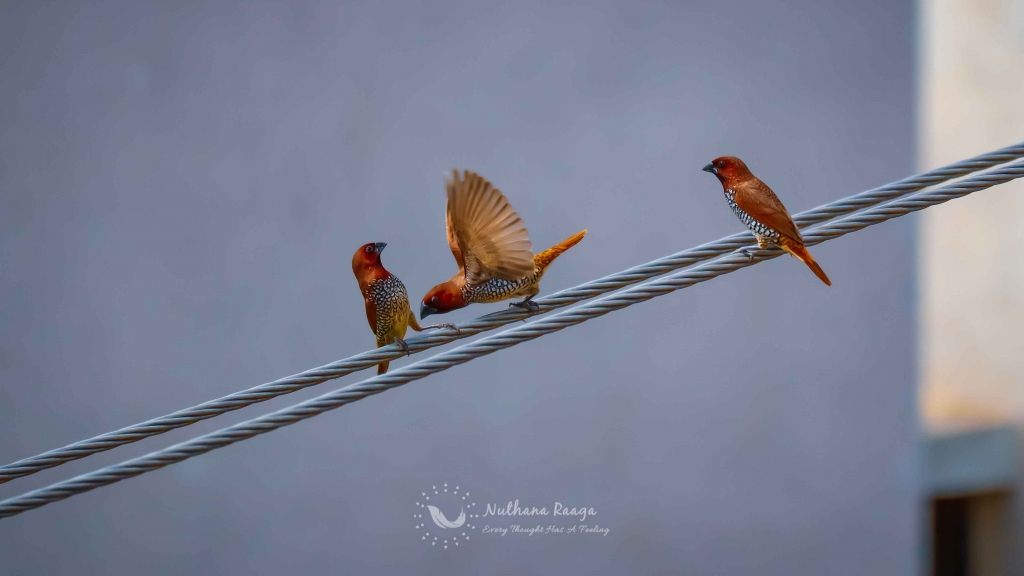 Scaly-Breasted-Munia-photos-nuthana-raaga