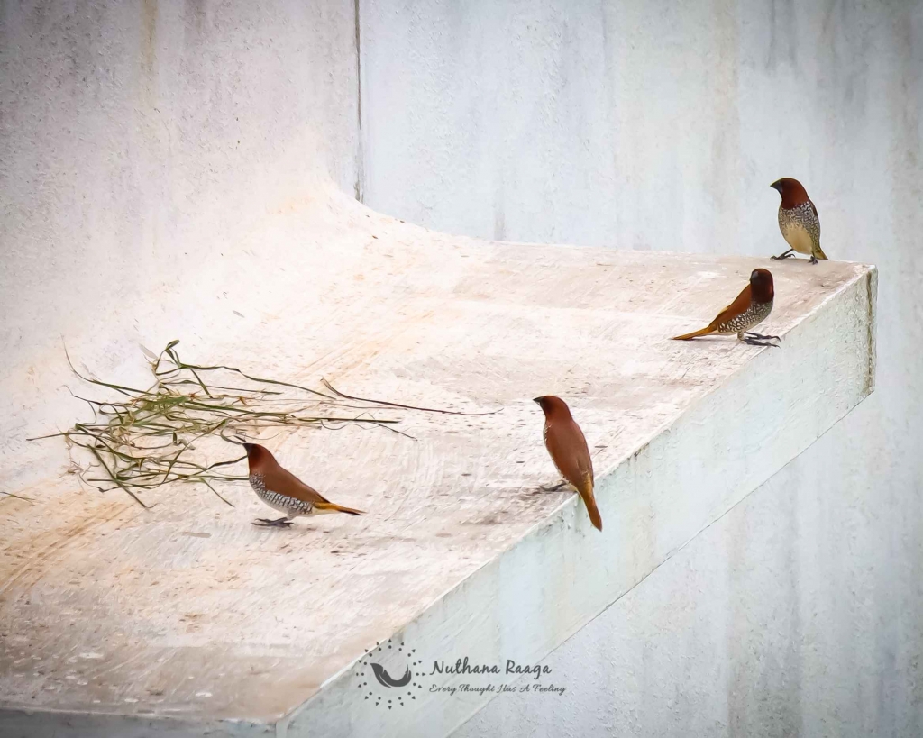 Scaly-Breasted-Munia-photos-nuthana-raaga