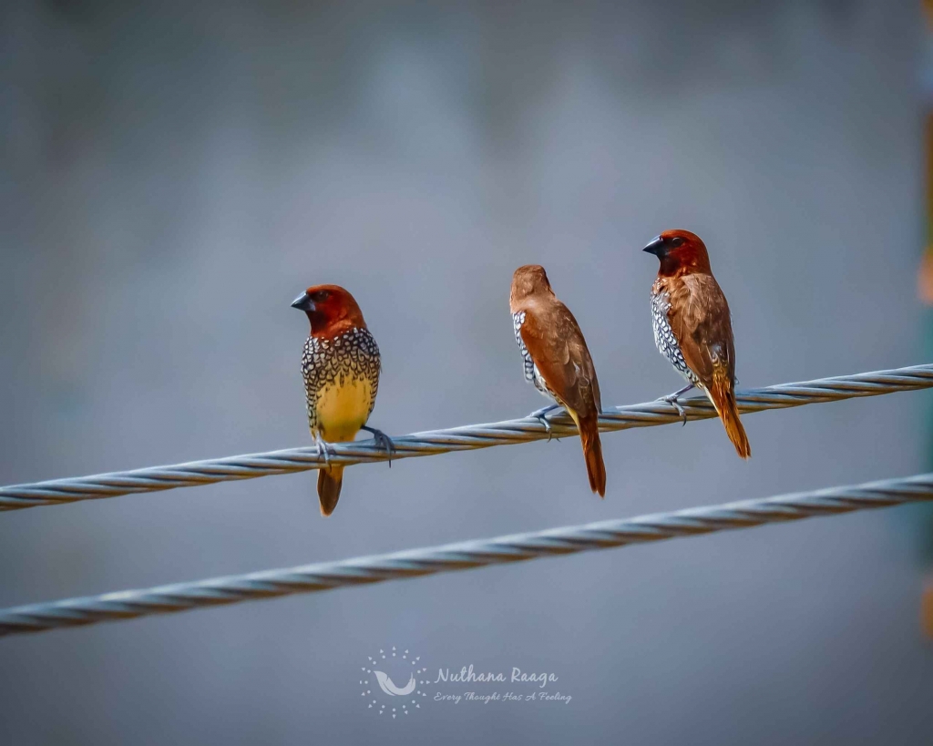 Scaly-Breasted-Munia-photos-nuthana-raaga