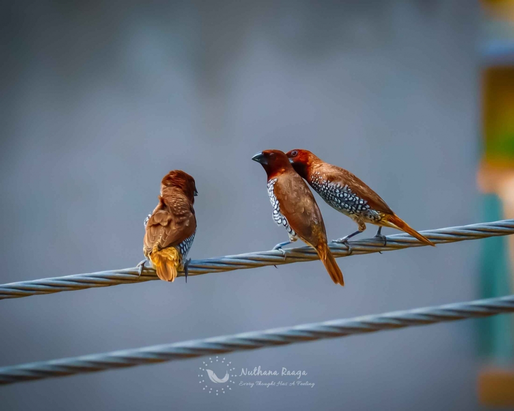 Scaly-Breasted-Munia-photos-nuthana-raaga