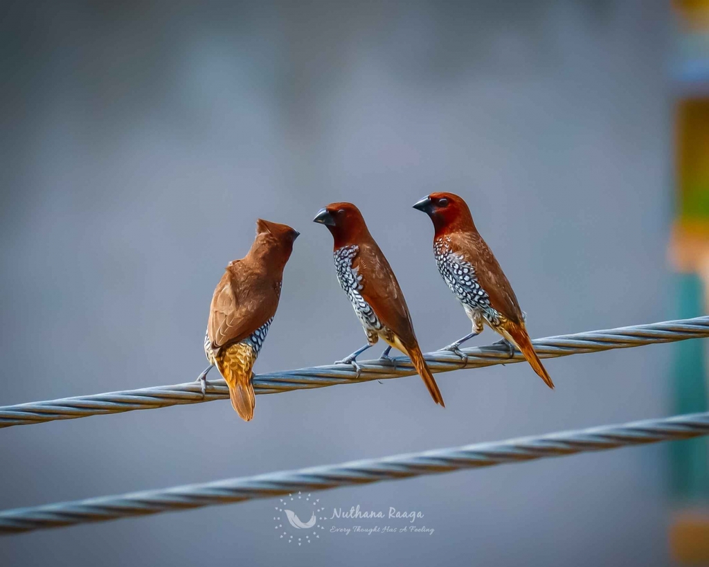 Scaly-Breasted-Munia-photos-nuthana-raaga