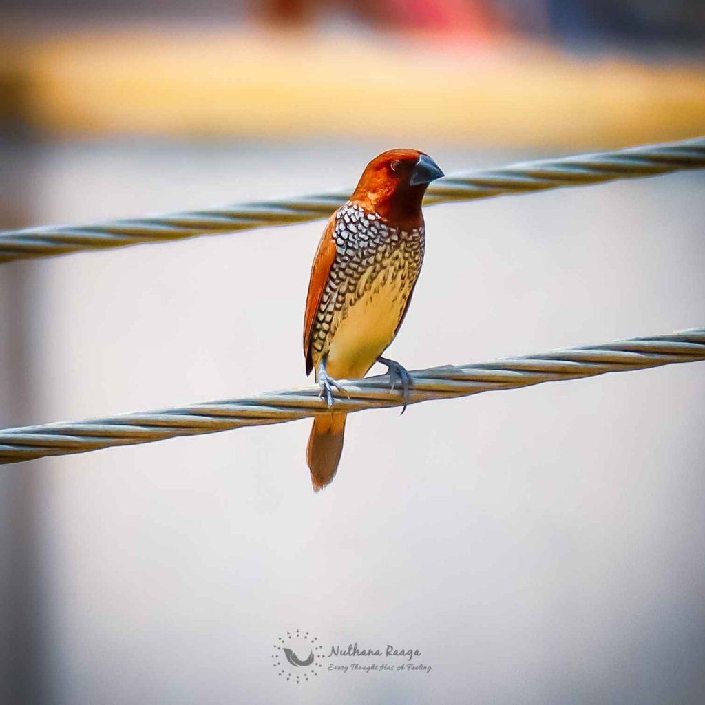 Scaly-Breasted-Munia-photos-nuthana-raaga