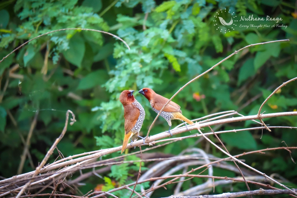 Scaly-Breasted-Munia-photos-nuthana-raaga