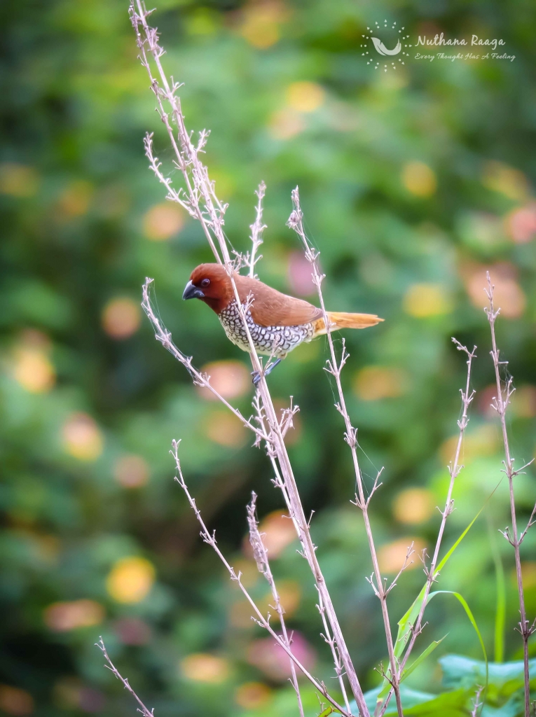 Scaly-Breasted-Munia-photos-nuthana-raaga