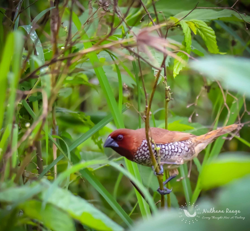 Scaly-Breasted-Munia-photos-nuthana-raaga