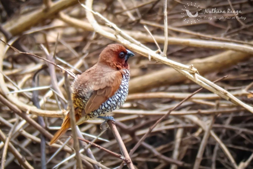 Scaly-Breasted-Munia-photos-nuthana-raaga