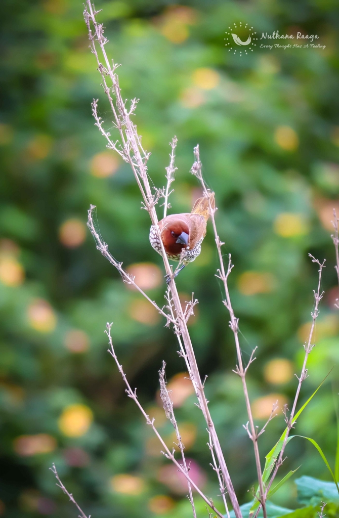 Scaly-Breasted-Munia-photos-nuthana-raaga