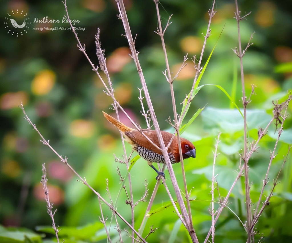 Scaly-Breasted-Munia-photos-nuthana-raaga