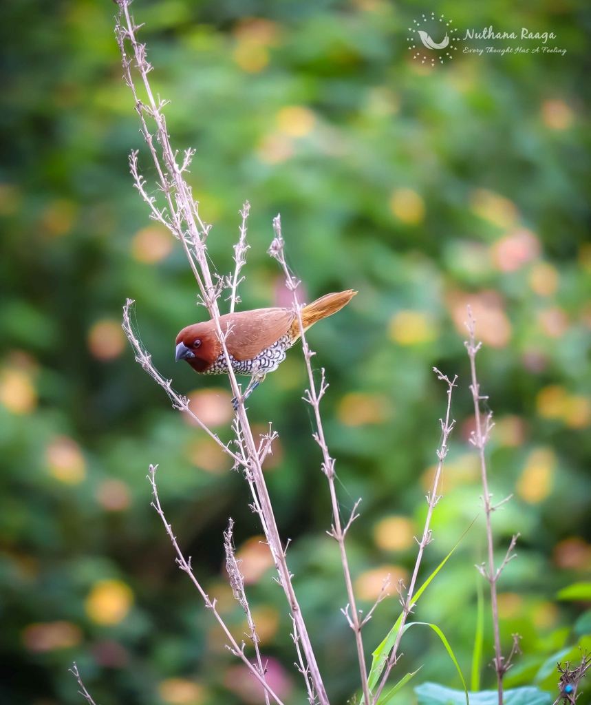 Scaly-Breasted-Munia-photos-nuthana-raaga