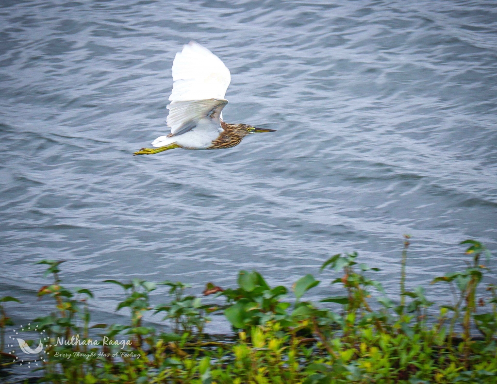 Squacco-Heron-nuthana-raaga