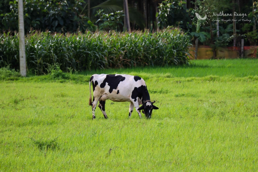 black-and-white-cows-landscape-photography-nuthana-raaga