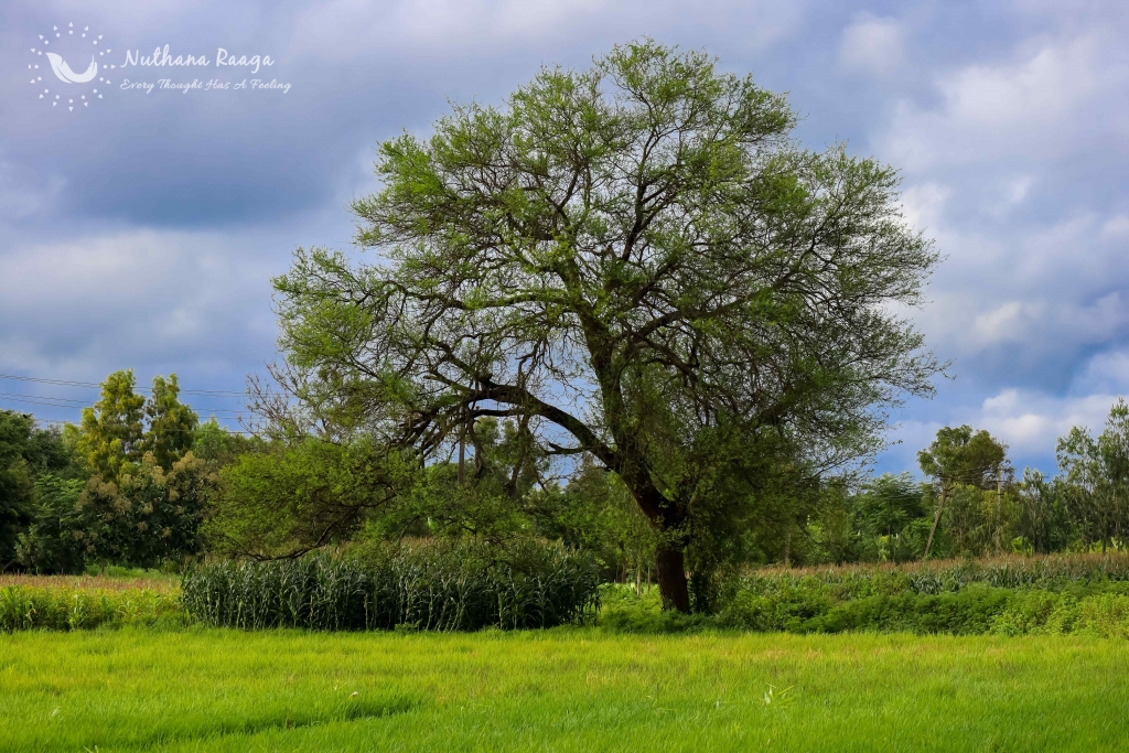 tree-alone-landscape-photography-nuthana-raaga