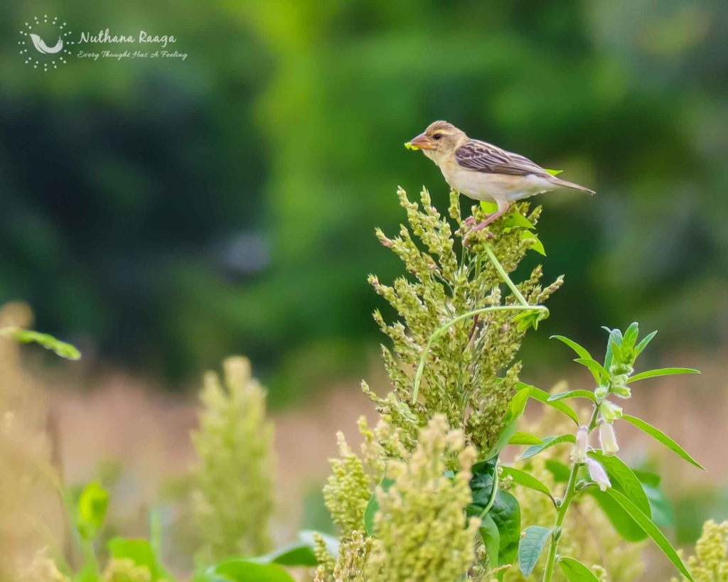 Nuthana-raaga-photography